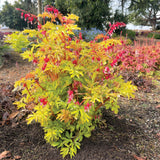 Ruby Gold Dicentra in a pot with pink flowers