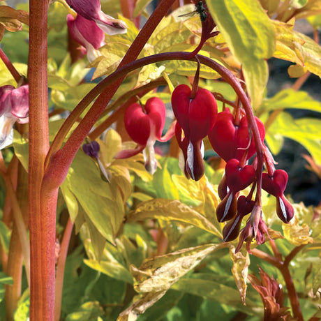 Ruby Gold dicentra with pink heart-shaped flowers