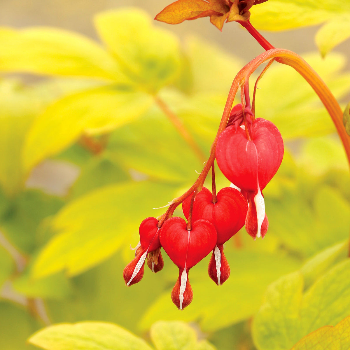 Ruby Gold dicentra with pink heart-shaped flowers in pot