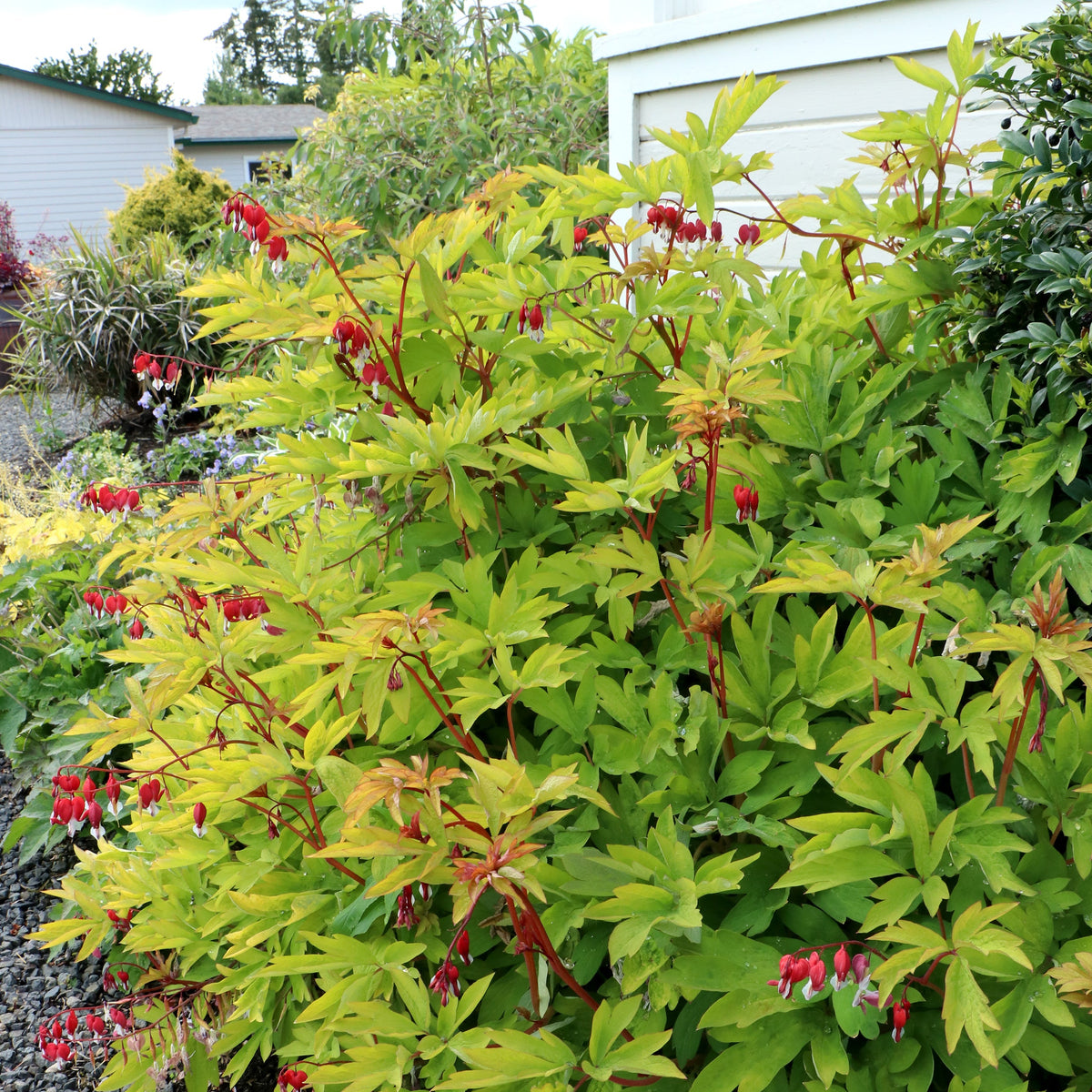 Ruby Gold dicentra with pink flowers and green foliage