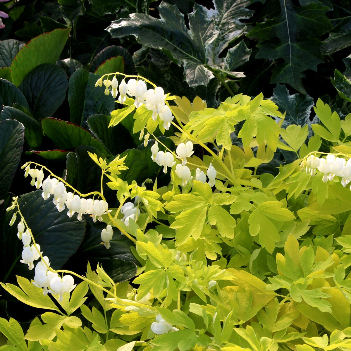 White Gold Dicentra with white heart-shaped flowers