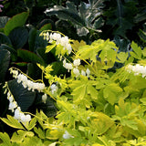 White Gold Dicentra with white heart-shaped flowers