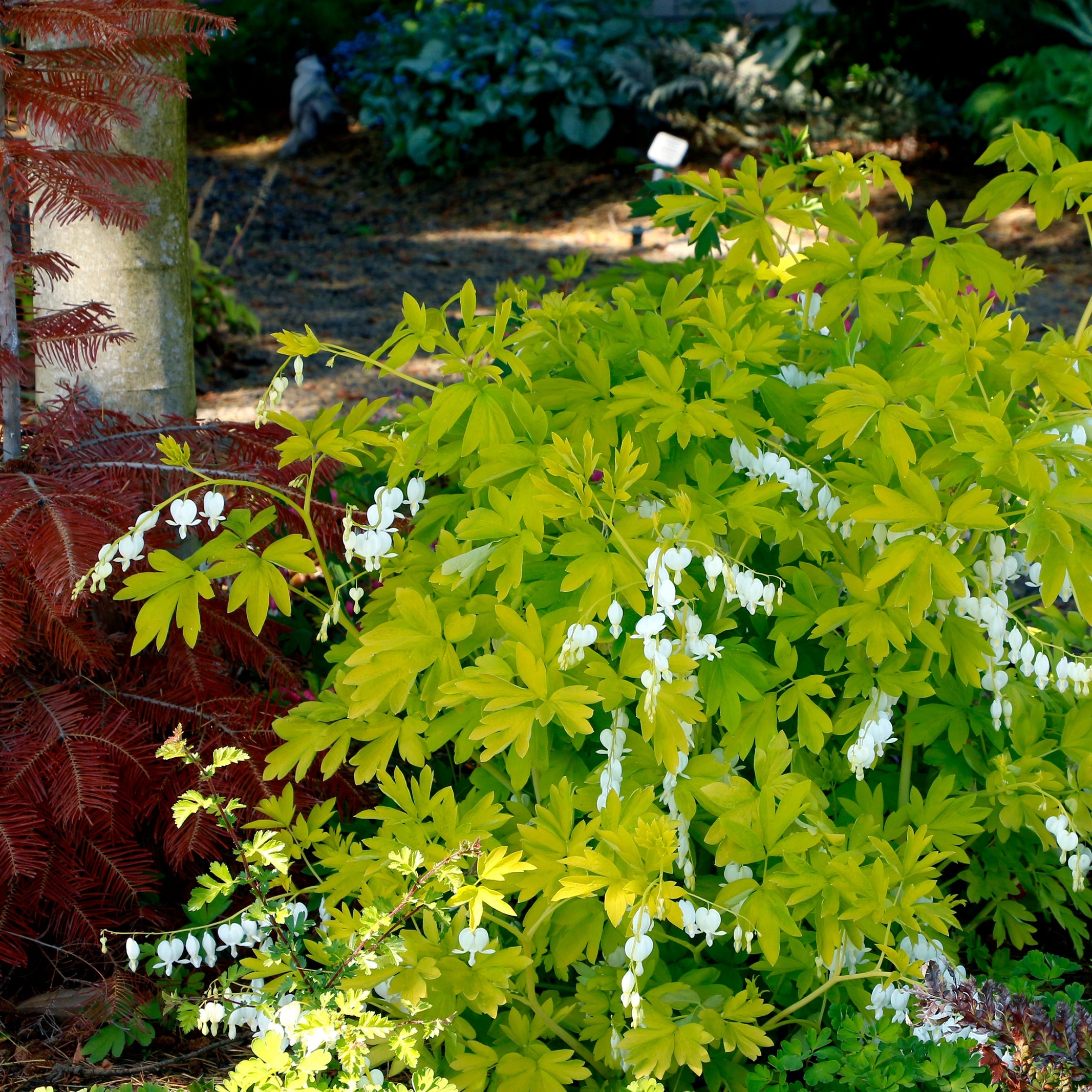感謝価格‼️ちびハート　ダルメシアン白No.661 White Gold' Dicentra | Creekside Champions™ – Creekside Nursery, Inc