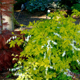 White Gold Dicentra with white flowers and green foliage
