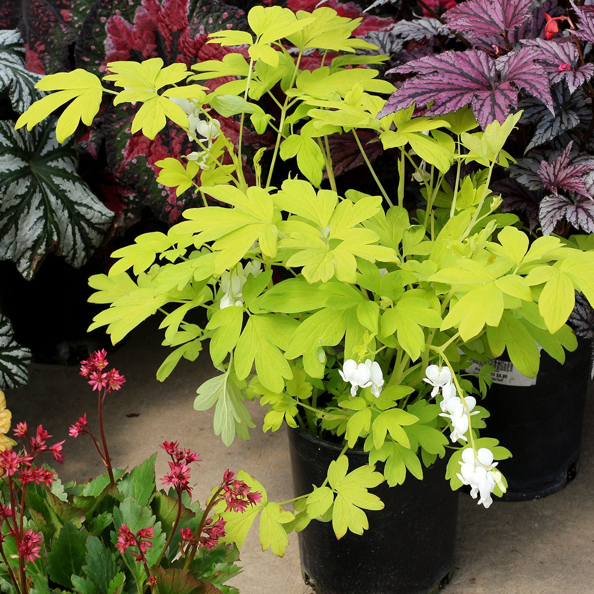 White Gold' Dicentra | Creekside Champions™ – Creekside Nursery, Inc