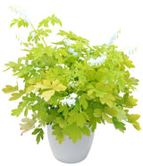 White Gold dicentra with white flowers in a pot