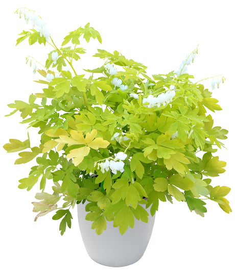 White Gold dicentra with white flowers in a pot