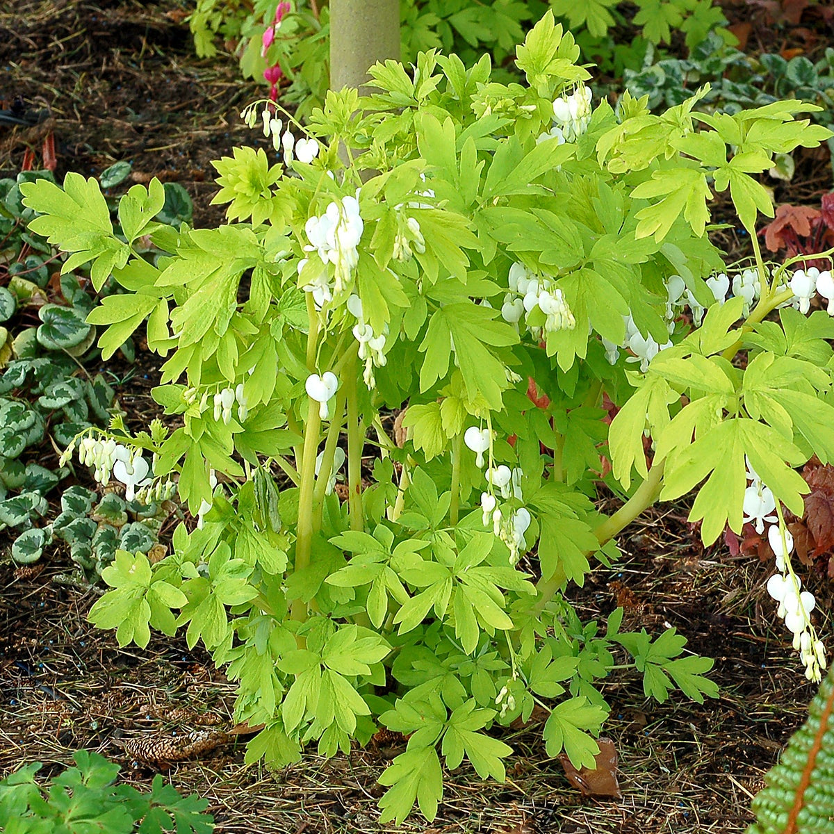 White Gold dicentra with white and pink blooms in pot