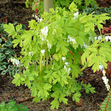 White Gold dicentra with white and pink blooms in pot
