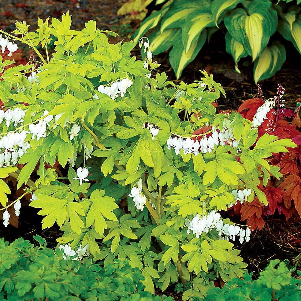 White Gold' Dicentra | Creekside Champions™ – Creekside Nursery, Inc