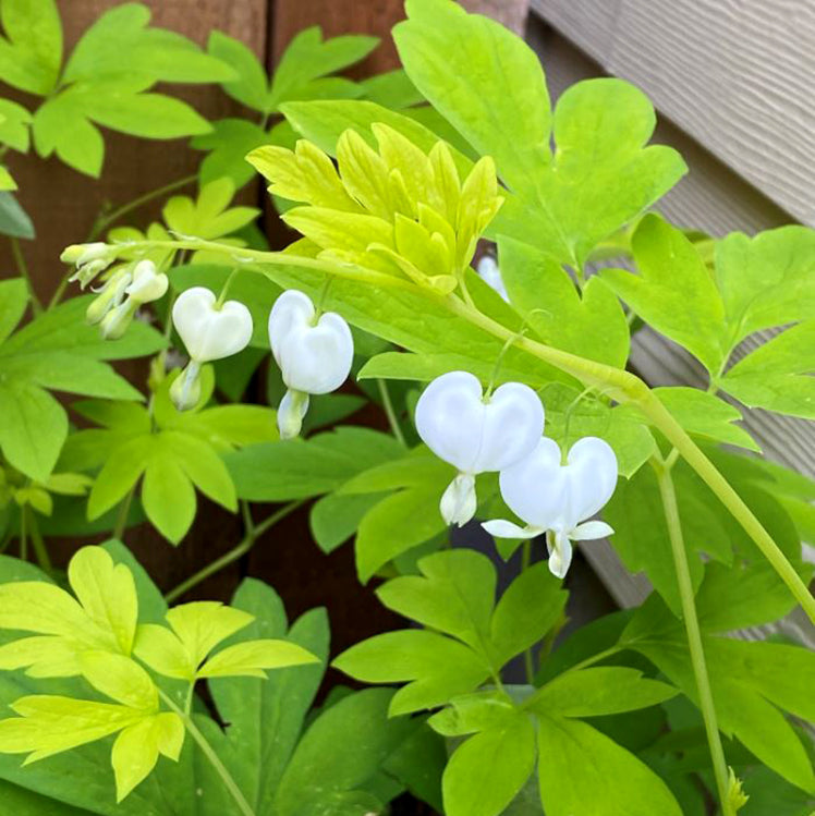 White Gold' Dicentra | Creekside Champions™ – Creekside Nursery, Inc