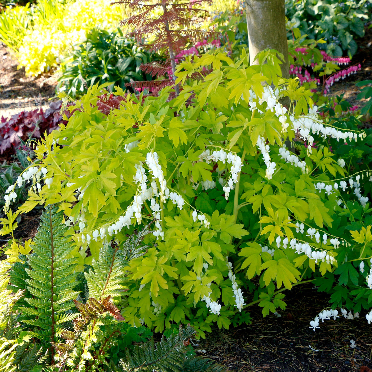 White Gold Dicentra with white flowers in a pot