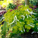 White Gold Dicentra with white flowers in a pot