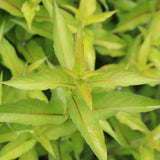Kodiak Green diervilla in a nursery pot