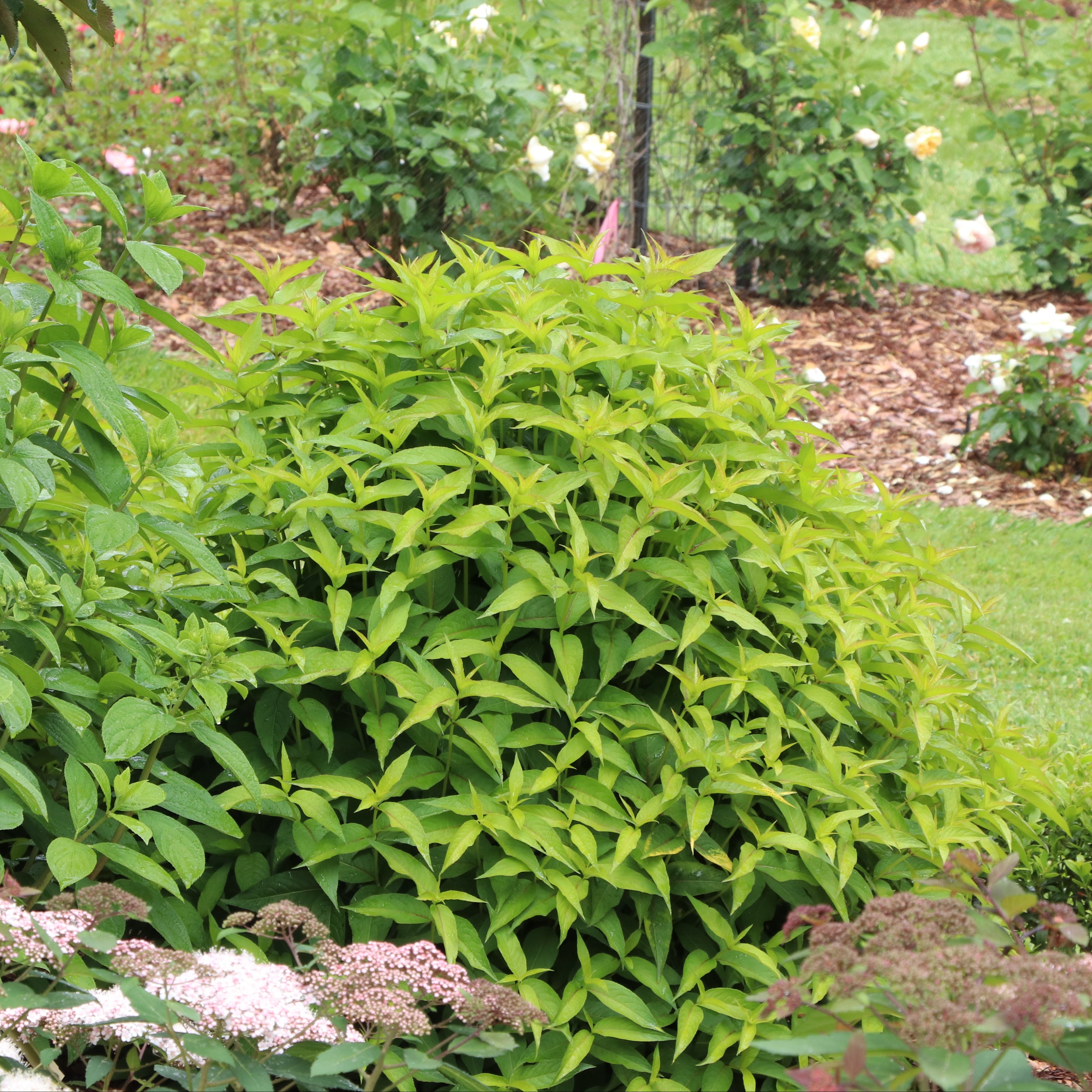 KODIAK® Green Diervilla | Proven Winners® – Creekside Nursery, Inc