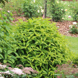 Kodiak Green Diervilla in a nursery pot