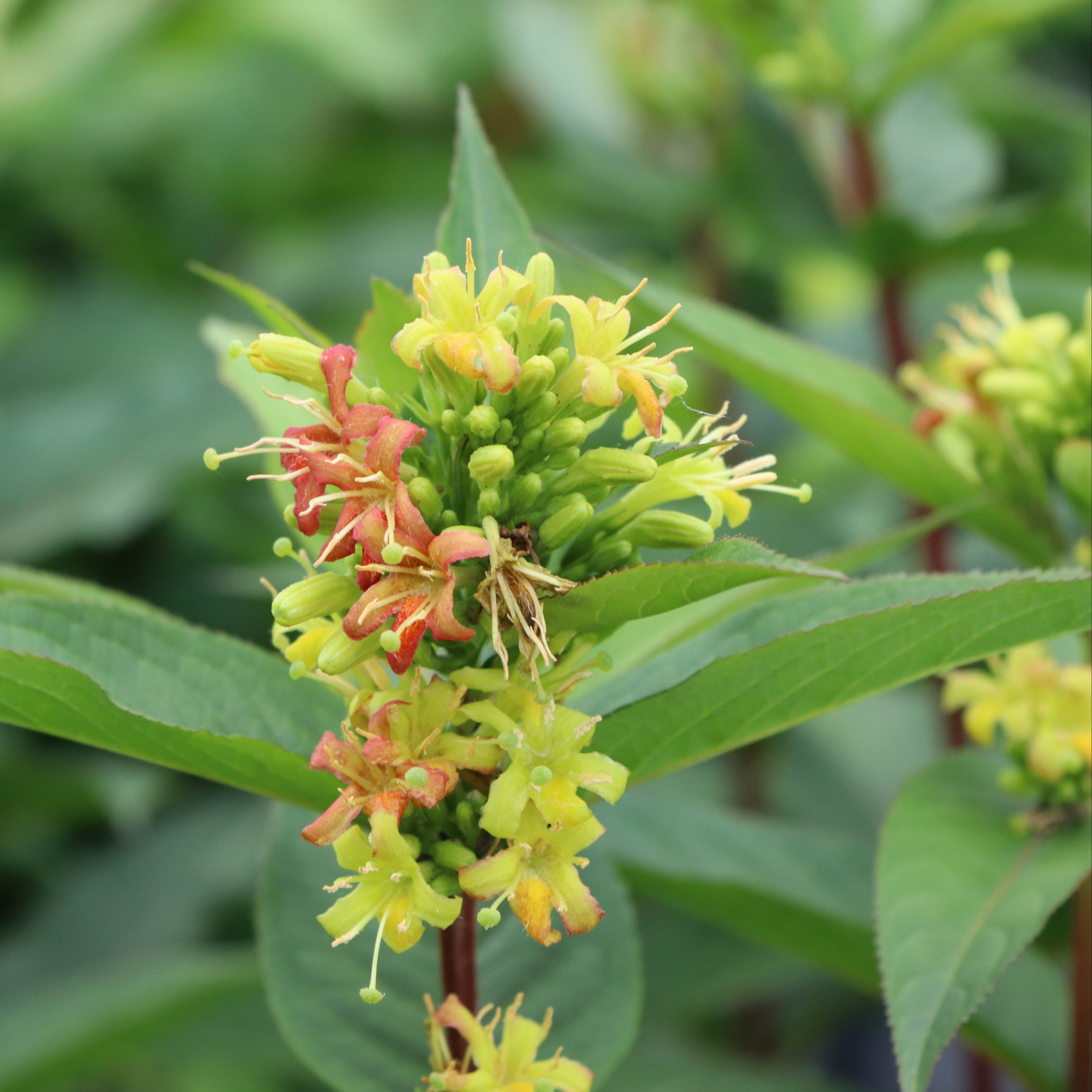KODIAK® Green Diervilla | Proven Winners® – Creekside Nursery, Inc