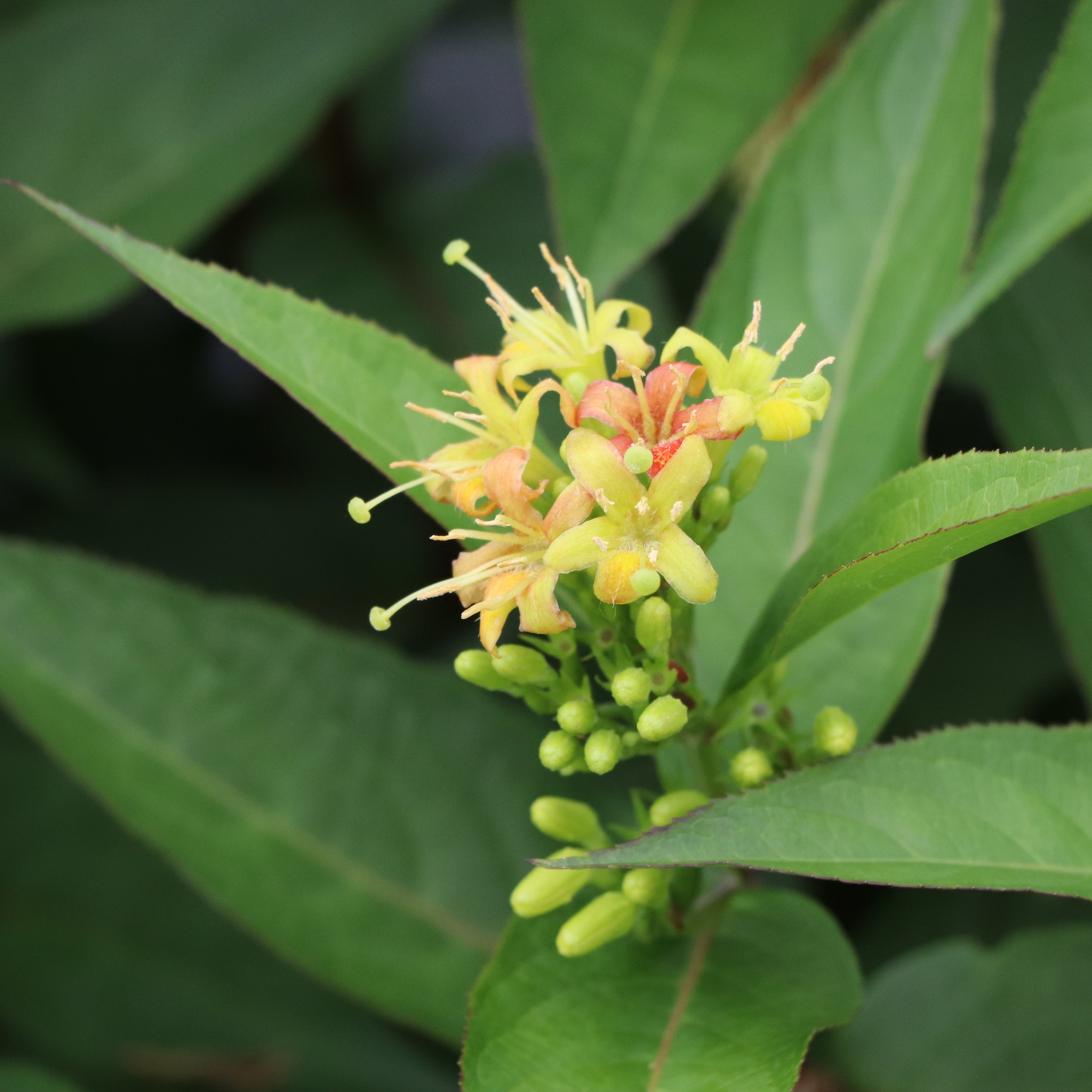 KODIAK® Green Diervilla | Proven Winners® – Creekside Nursery, Inc