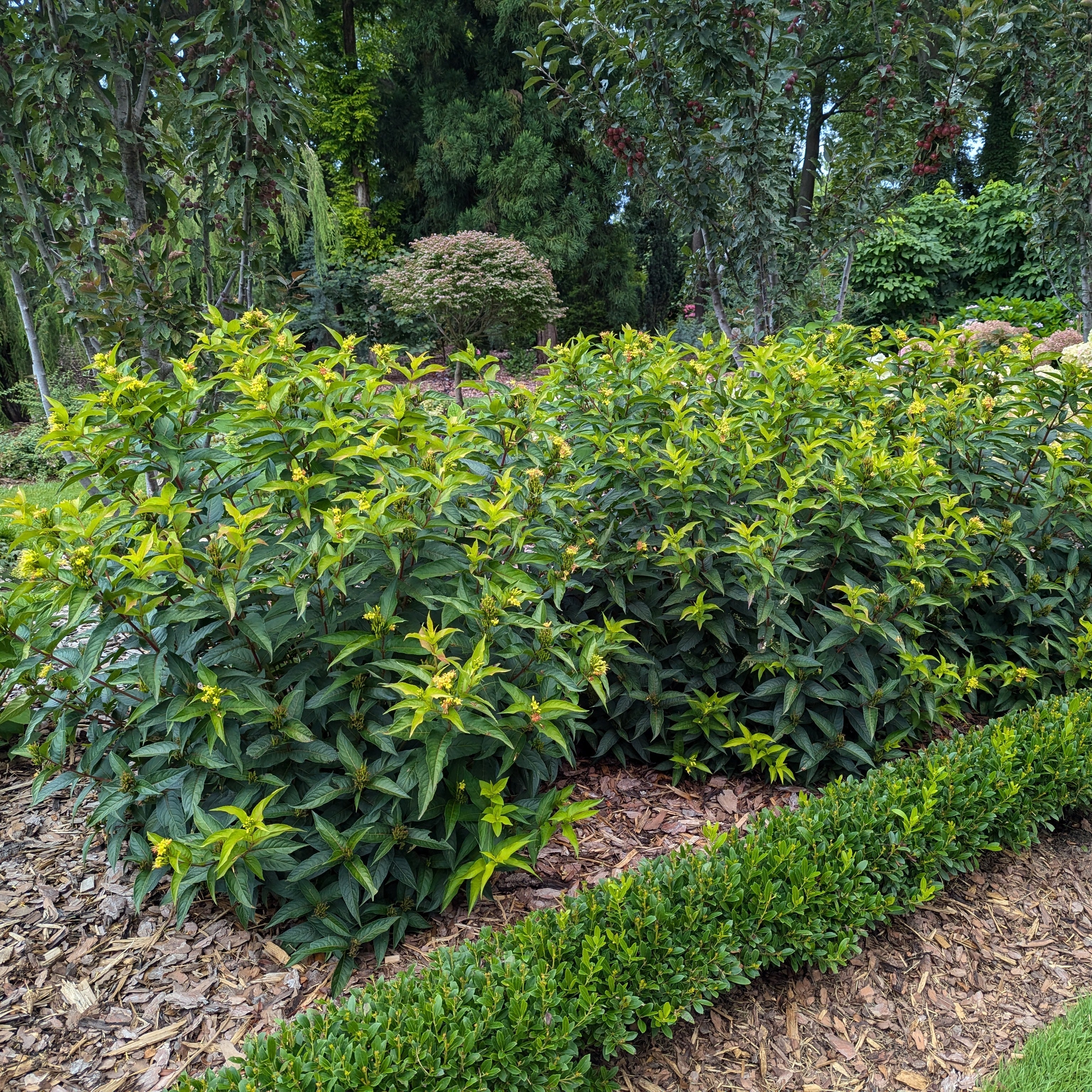 KODIAK® Green Diervilla | Proven Winners® – Creekside Nursery, Inc