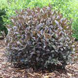 Kodiak Jet Black diervilla in a nursery pot