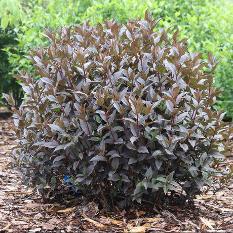 Kodiak Jet Black diervilla in a nursery pot