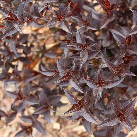 Kodiak Jet Black diervilla in a nursery pot
