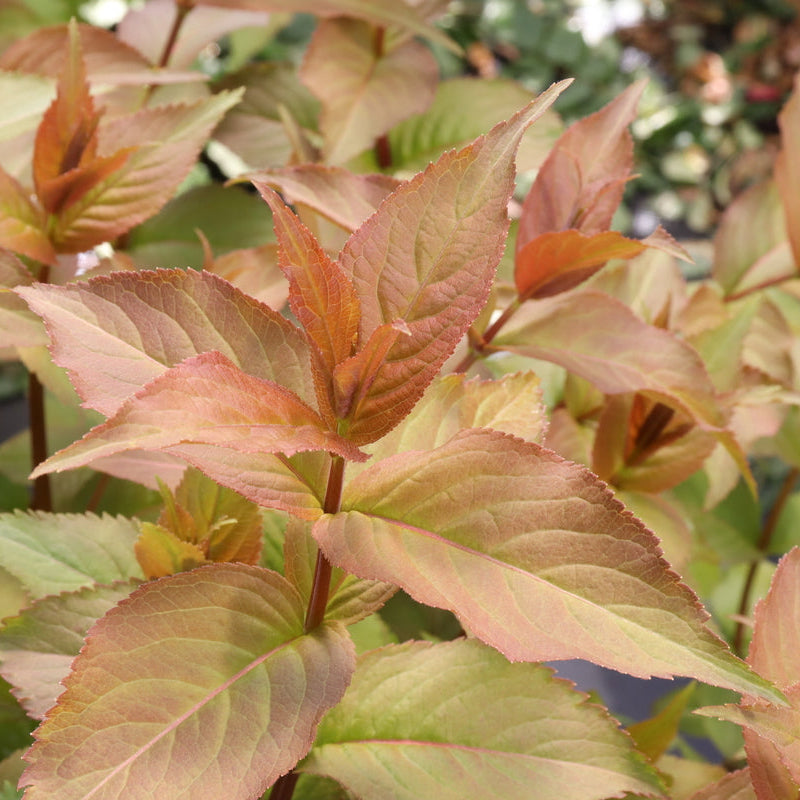 Kodiak Spiced diervilla shrub in a nursery pot