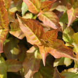 Kodiak Spiced diervilla plant in a nursery pot