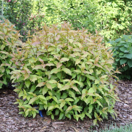 Kodiak Spiced diervilla shrub in a nursery container
