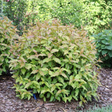 Kodiak Spiced diervilla shrub in a nursery container