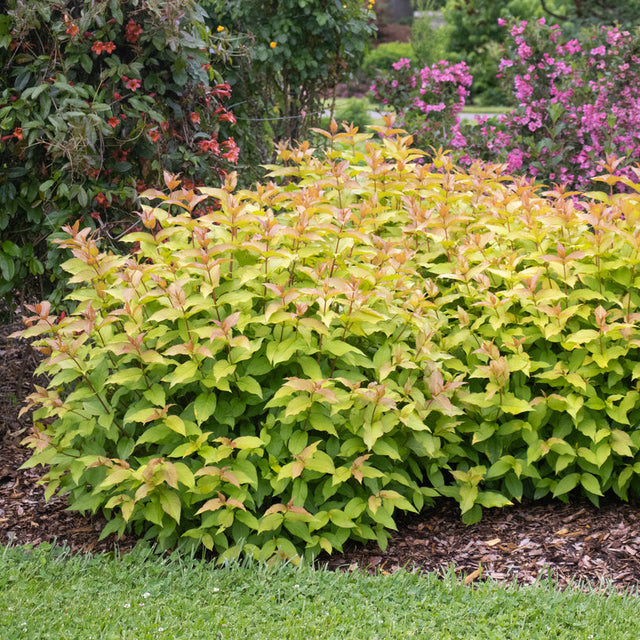 Kodiak Spiced diervilla shrub in a container