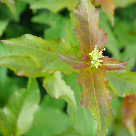 Kodiak Spiced diervilla in a nursery pot