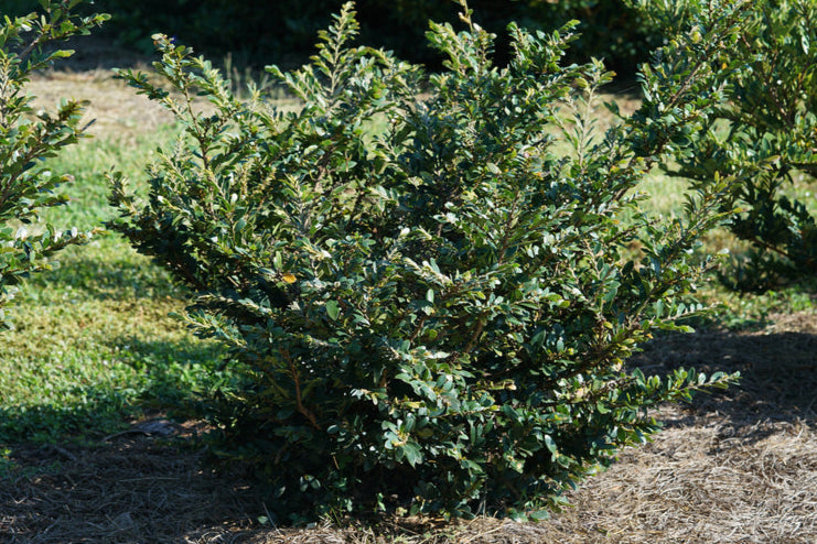 BUCKHEAD BOLD Distylium shrub in a nursery container