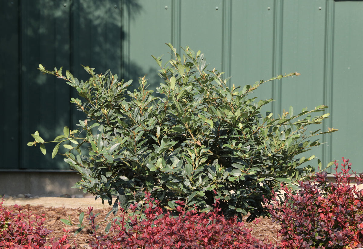 BUCKHEAD BOLD™ Distylium in a nursery pot