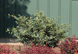 BUCKHEAD BOLD™ Distylium in a nursery pot