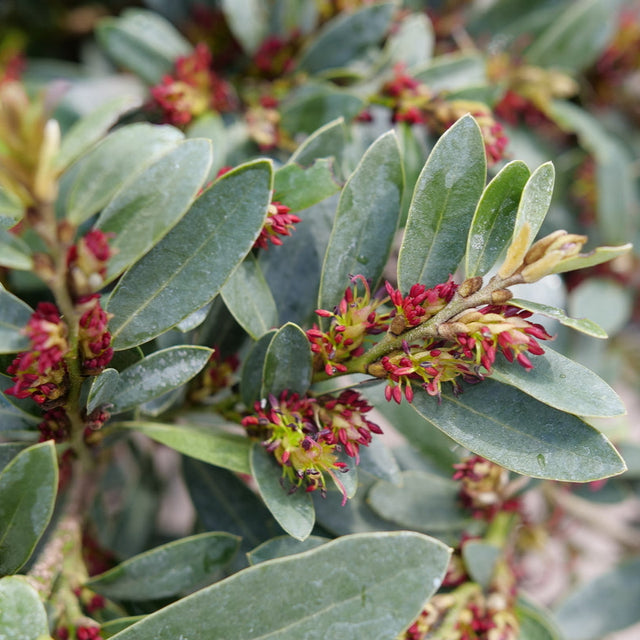 BUCKHEAD BOLD Distylium in a nursery pot