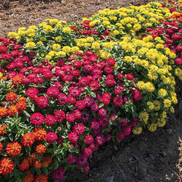 Double Zahara™ Brilliant Mixture Zinnia Seeds – Creekside Nursery, Inc