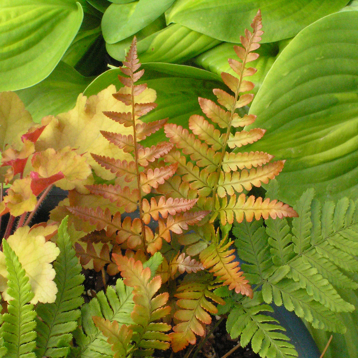 Brilliance autumn fern in a nursery pot