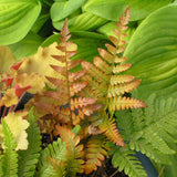 Brilliance autumn fern in a nursery pot