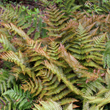 Brilliance autumn fern in a pot with green fronds