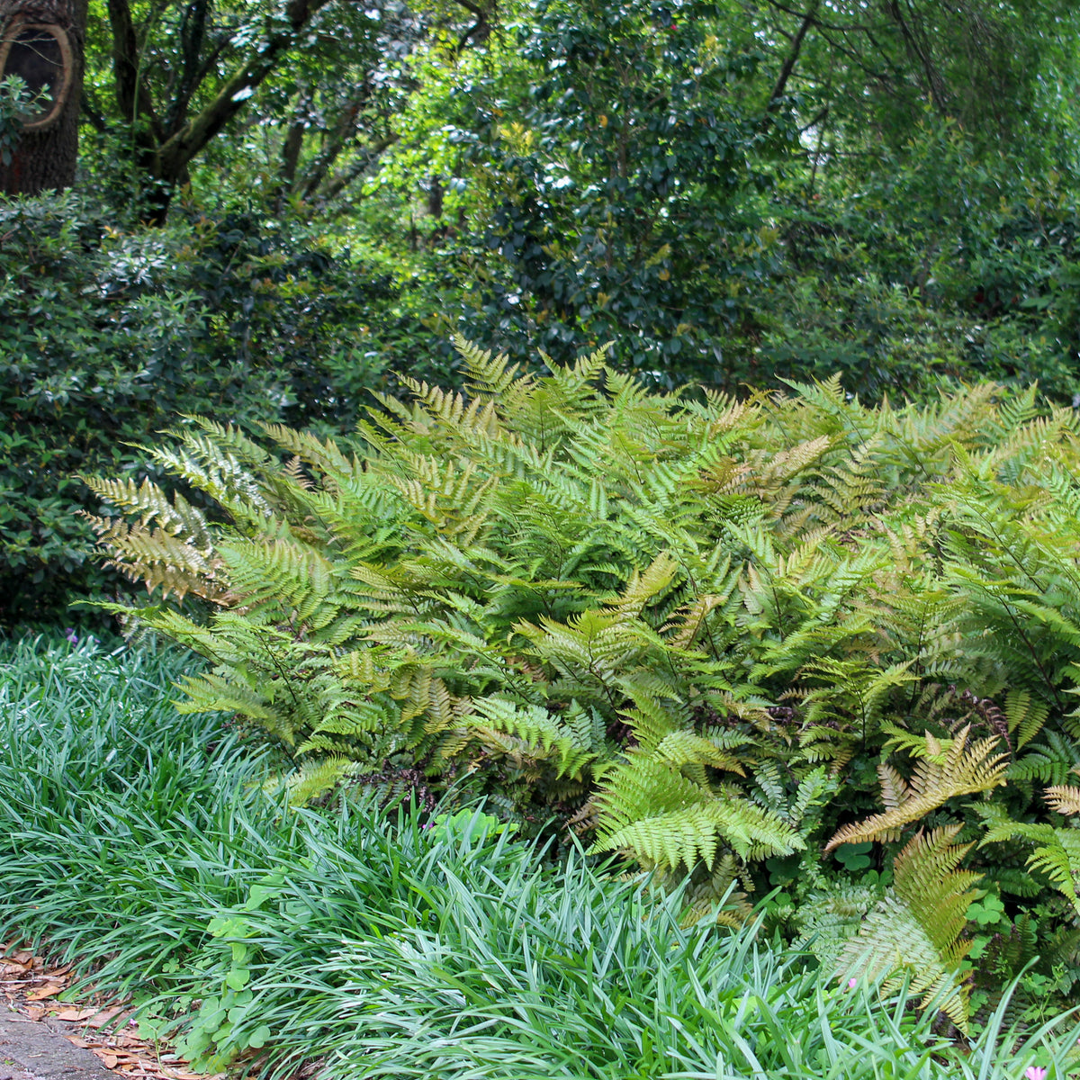 Brilliance autumn fern in a nursery pot