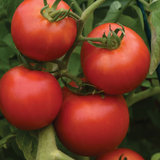 Early Girl Tomato Seeds