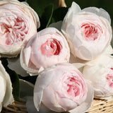 Parfuma Earth Angel rose with pale pink blooms in a pot
