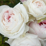 Parfuma Earth Angel rose with pale pink blooms in a pot