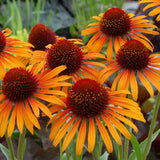 Flame Thrower' echinacea in bloom in a nursery pot