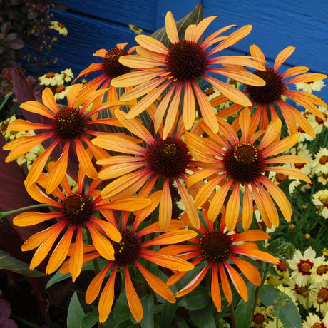Flame Thrower' echinacea with pink and orange flowers in a pot