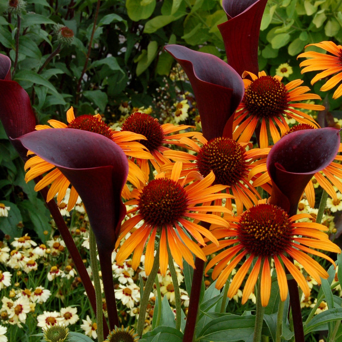 Flame Thrower echinacea with pink and orange blooms in a pot