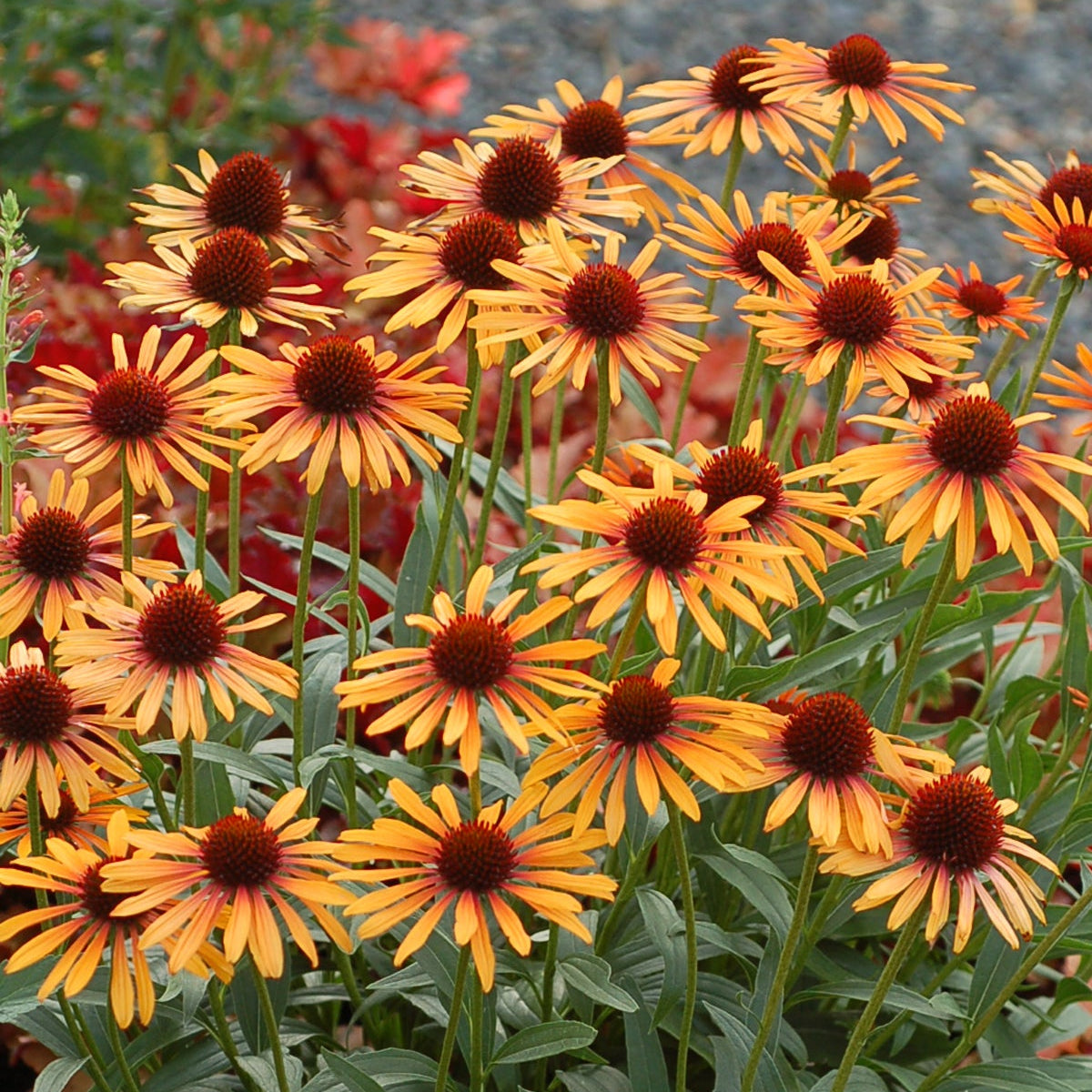 Flame Thrower echinacea with pink petals and orange center in pot
