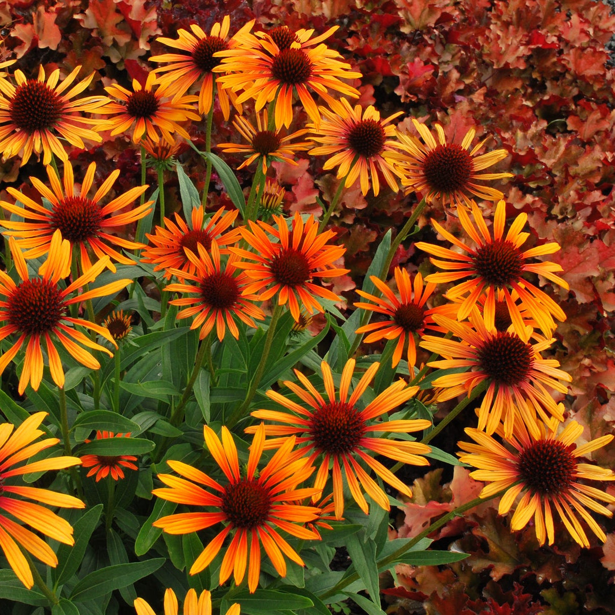 Flame Thrower echinacea with pink flowers in a pot