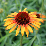 Flame Thrower echinacea with pink flowers in a pot